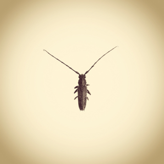 Illustration for article titled Only an iPhone Was Used to Create This Archive of Backyard Wildlife